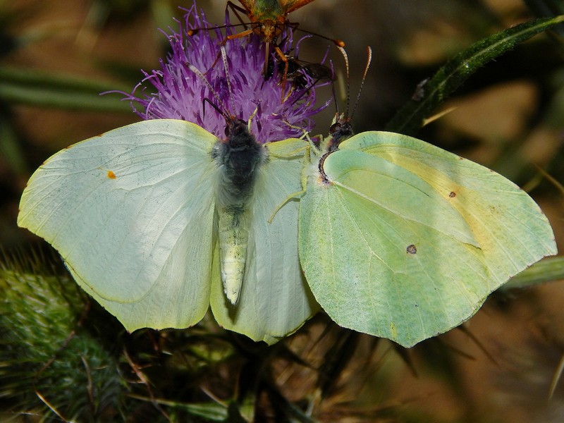 Gonepteryx cleopatra